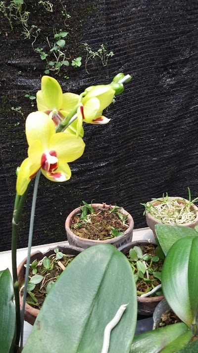 Photos of Andi Orchids