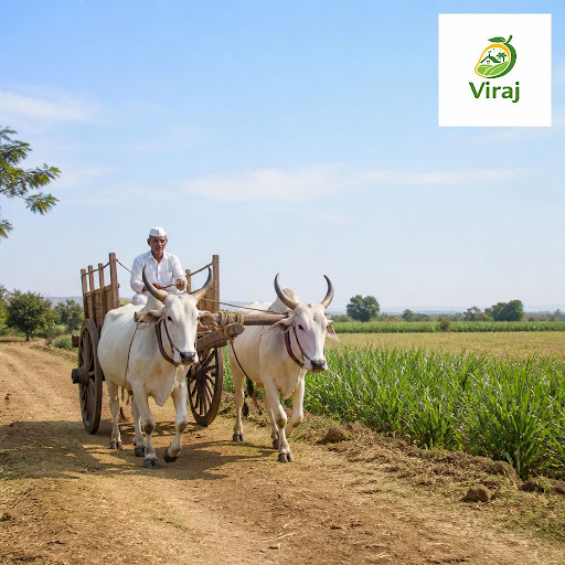 Experience the charm of rural Maharashtra with peaceful, traditional bullock cart rides at Viraj… post image