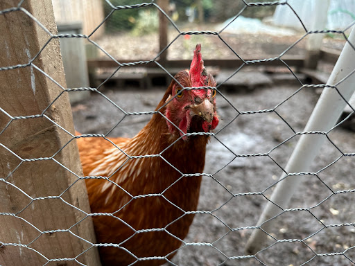 Chicken Window - Visual