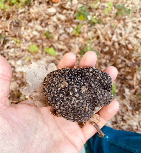 ALLEVAMENTO del cane da Tartufo LAGOTTO Romagnolo Cacao Meravigliao del Dott. Capogrosso Dario - Thumbnail