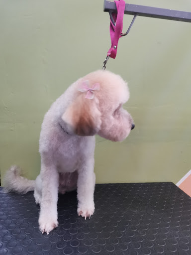V&V Centro Integral Veterinario