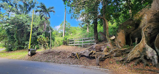 Ceiba Atabey de 400 años - Thumbnail