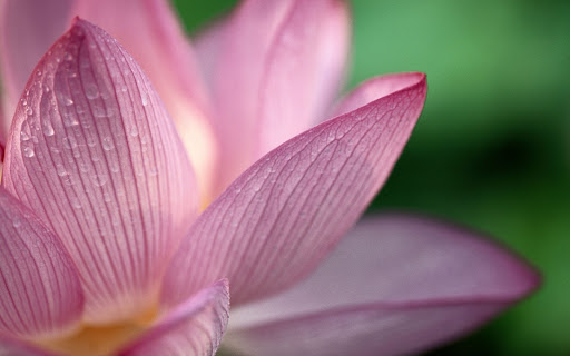 Lotus Skin Care Studio