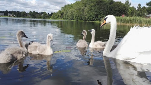 Vytauto Didžiojo vardo parkas