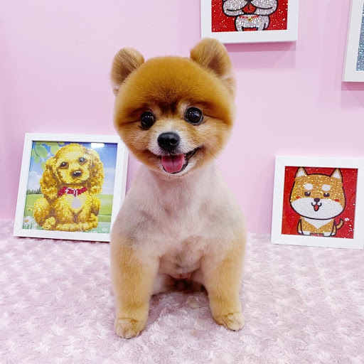 Bukit Barkdog Grooming - Thumbnail