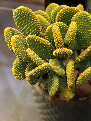 Valériane Fleurs - Thumbnail