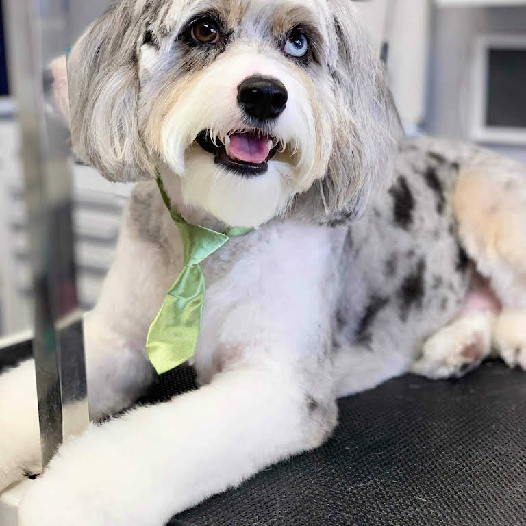 Picture Perfect Grooming Salon Professional Pet Groomers, Stylin