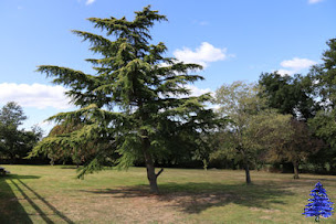 Photo n°24 de Domaine Ô Cèdre Bleu à Rullac-Saint-Cirq (Centre de yoga)