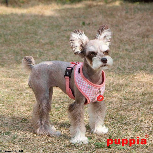 Simone's Hundedesign - Thumbnail