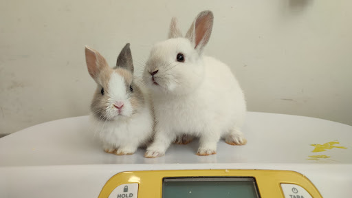 Clínica Veterinaria Xarope