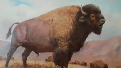 Buffalo Beau - Visual