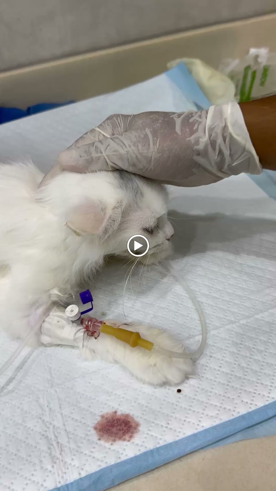 Pretty pet clinic عيادة الأليف الجميل البيطرية - صورة 2