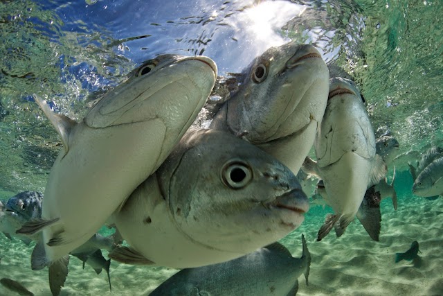 Pro Dive Lord Howe Island