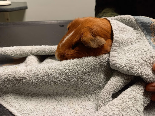 Dierenartsen Heerenveen