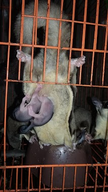 Sugar Glider E'R Pet's, Author: Qibay gokil reggae cengkareng