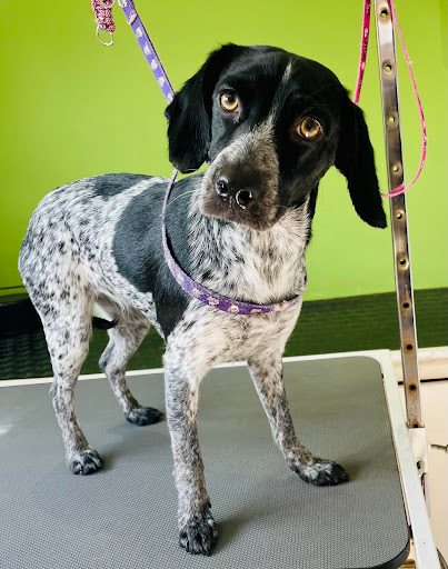 Cloud K9 Dog Grooming - Thumbnail