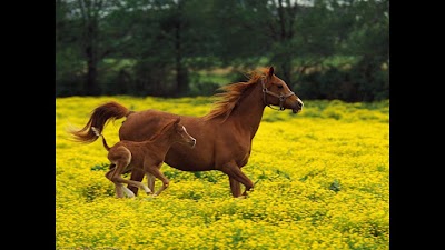 Borrett Animal Hospital