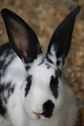 Photo n°38 de L'îlot Zanimo, Ferme Pédagogique Equestre à Sallertaine (Ferme à visiter)