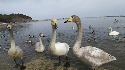 小湊のハクチョウおよびその渡来地