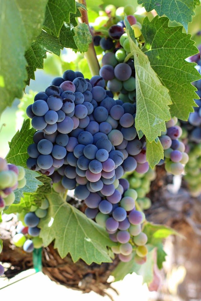 Tablas Creek Vineyard