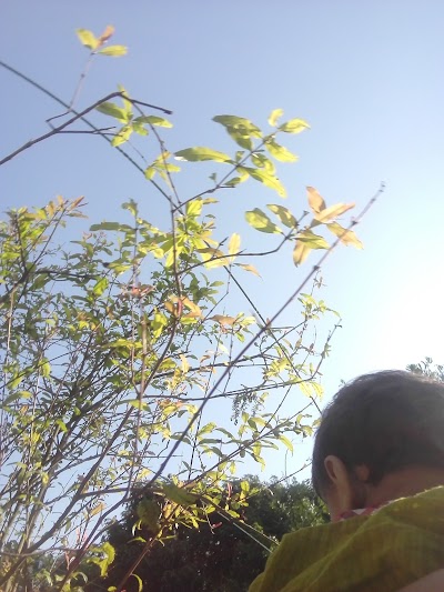 Photos of Mukim's Mango Garden