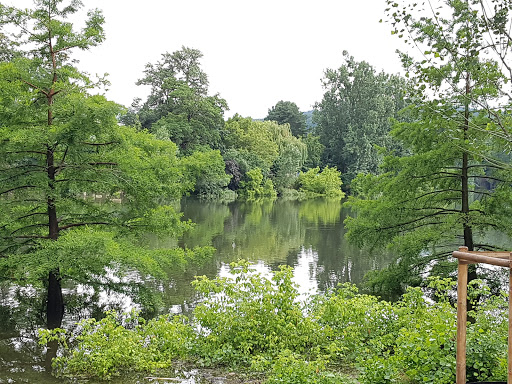 Schwanenteich Koblenz - Thumbnail