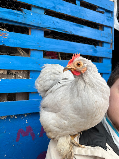 Marta’s Farm - Thumbnail