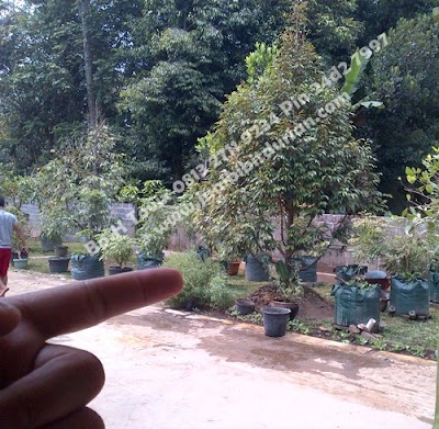 Photos of Musang King durian