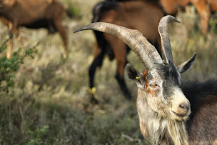 Photo n°1 de Cabre é Cade Lora et Théo Demolliens à Lagorce (Ferme bio)