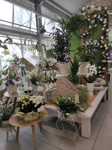 Floricoltura Tonon di Agostino ed Ermanna - Thumbnail
