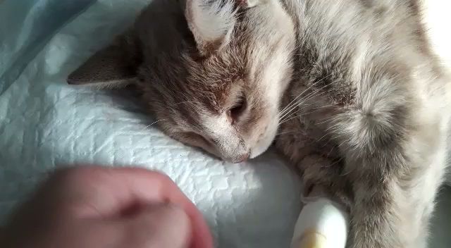 Opiniones de Veterinaria Y Estética Canina Peumayen en Temuco - Veterinario