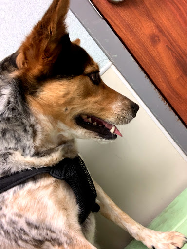 Northside Animal Hospital - Thumbnail
