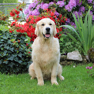 Golden Retriever des Floralies du Winckelhof à Sarrebourg