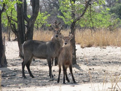 Photos of Vwaza Wildlife Reserve