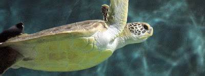 Photos of National Mississippi River Museum & Aquarium