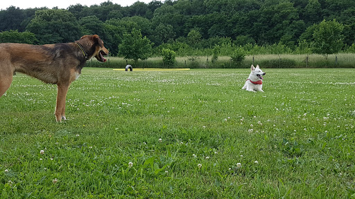 Maik und Sabines Hundewiese