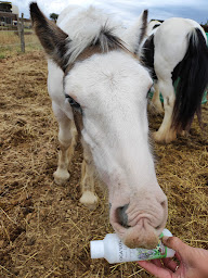 Photo n°11 de Essence of Life France à Arvigna (Pharmacie vétérinaire)