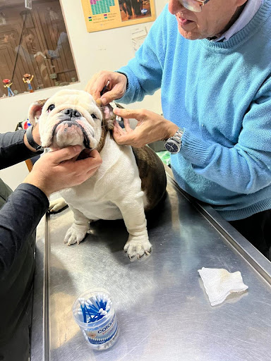 Consultorio Veterinario Dr. Gerardo Rodríguez