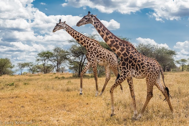 Parc national de Tarangire