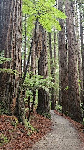 Redwoods – Whakarewarewa Forest - Bicycle store