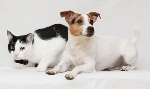 4 Paws Veterinary Hospital - Thumbnail