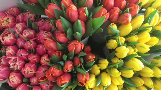 Stilblüte / Blumen Derichs