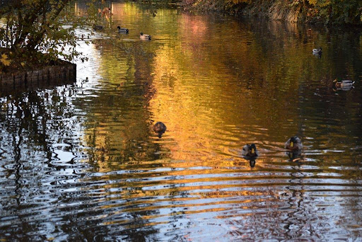 Feuerweiher - Visual