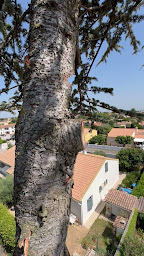 Photo n°2 de Élagueur Arboriste grimpeur Enzo Seignourel à Lattes (Paysagiste)