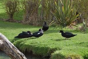 Photo n°39 de Paradis aquatique à Douvrend (Zoo)
