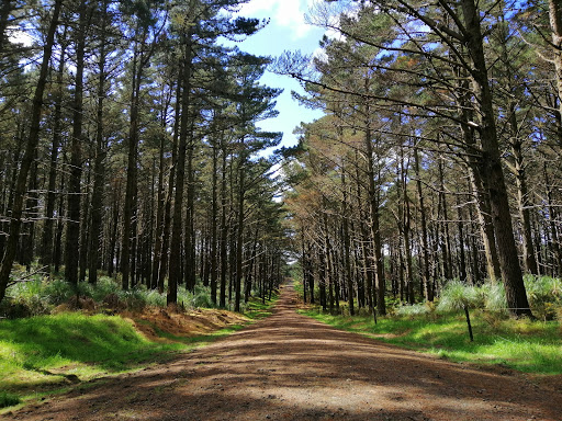 Waiuku Forest - Thumbnail