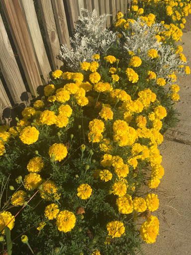 Marigolds For Andrea - Thumbnail