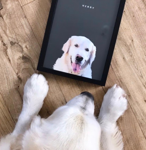 Ten Pets - Visual