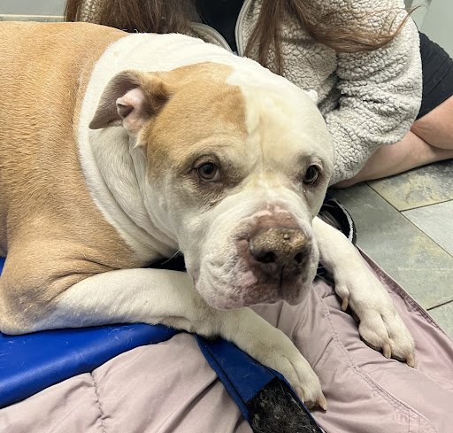 Southpointe Veterinary Hospital - Thumbnail