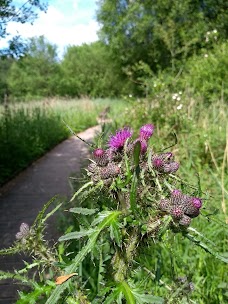 Askham Bog york